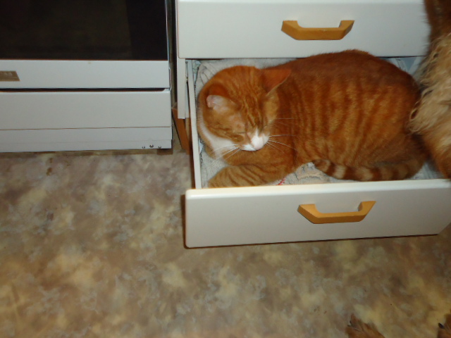 Garfield